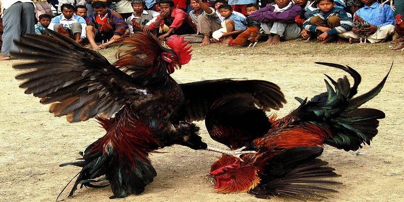 Hiểu rõ luật cũng như một số hình thức đặt cược phổ biến khi chơi đá gà cựa sắt
