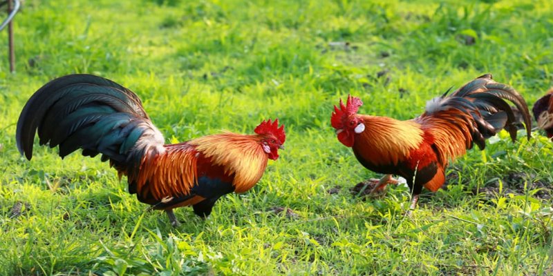 Chăm sóc gà cẩn thận với chế độ dinh dưỡng và tập luyện đúng cách