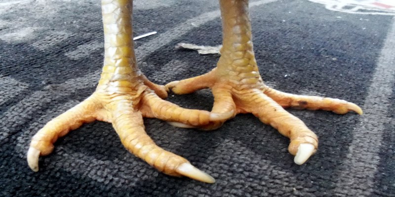 Gà bạch đầu là từ dùng để ám chỉ những chú gà có móng chúa