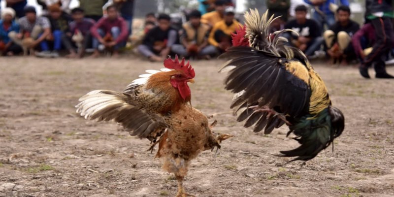 Giống gà đá này hoàn toàn có thể lựa chọn để chơi đá gà