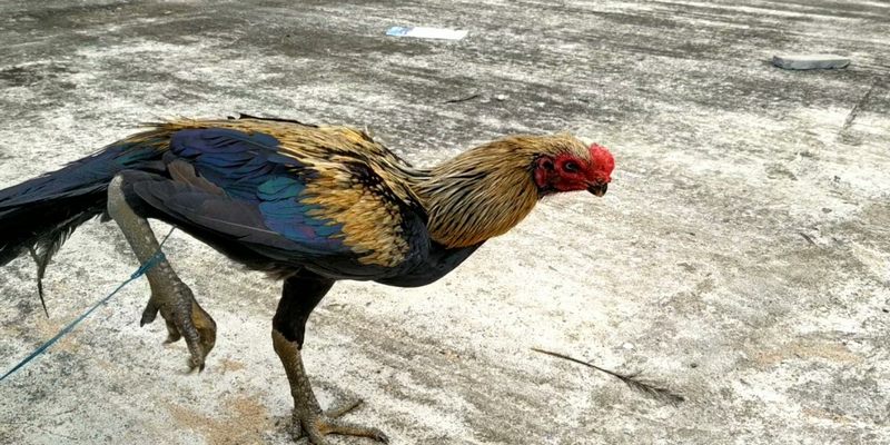 Gà chân chì giống gà có lối chơi tốt và bất khả chiến bại trên sàn đấu