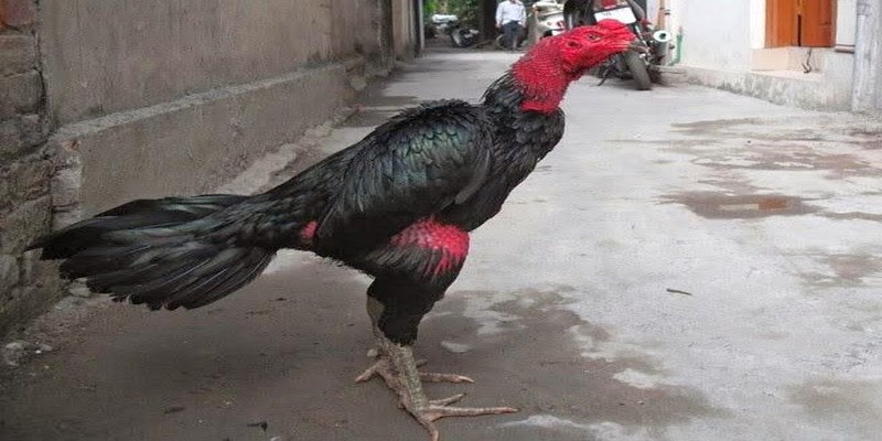 Phần đầu là yếu tố đầu tiên mà sư kê cần chú ý khi chọn gà chọi thần kê