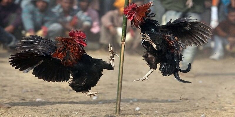Luật đá gà cựa sắt khá dễ hiểu về cơ bản cũng sẽ giống với hình thức khác