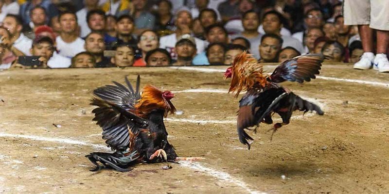 Luật đá gà là tập hợp các quy định nhằm quản lý kết quả trong các trận đấu gà