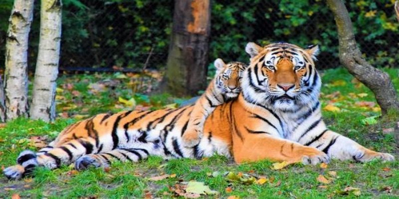Giấc mơ thấy cọp đẻ con trong sân nhà biểu thị sự sinh sôi